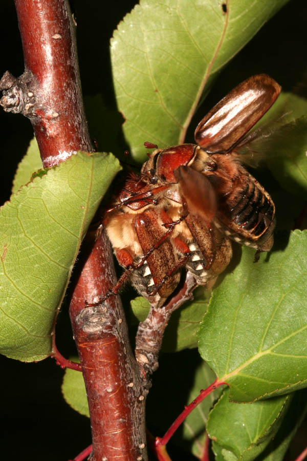 L''Anoxia matutinalis e l''imperativo categorico esistenziale